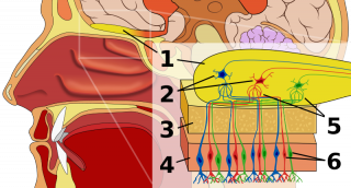 Olfactory and memory